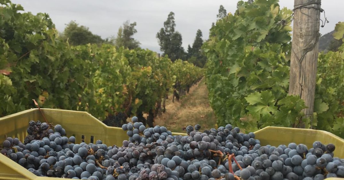 Vinícola chilena busca qualidade de Bordeaux a preços acessíveis