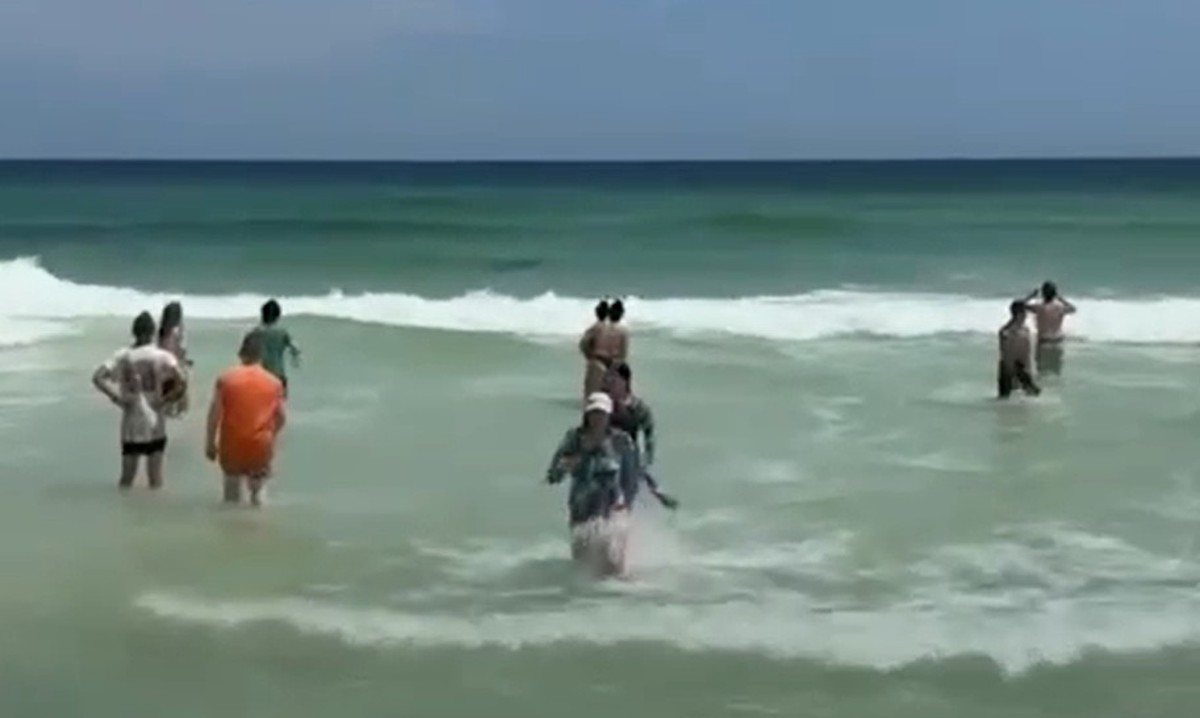 Tubarão-touro ataca pelicano em praia dos EUA diante de banhistas assustados