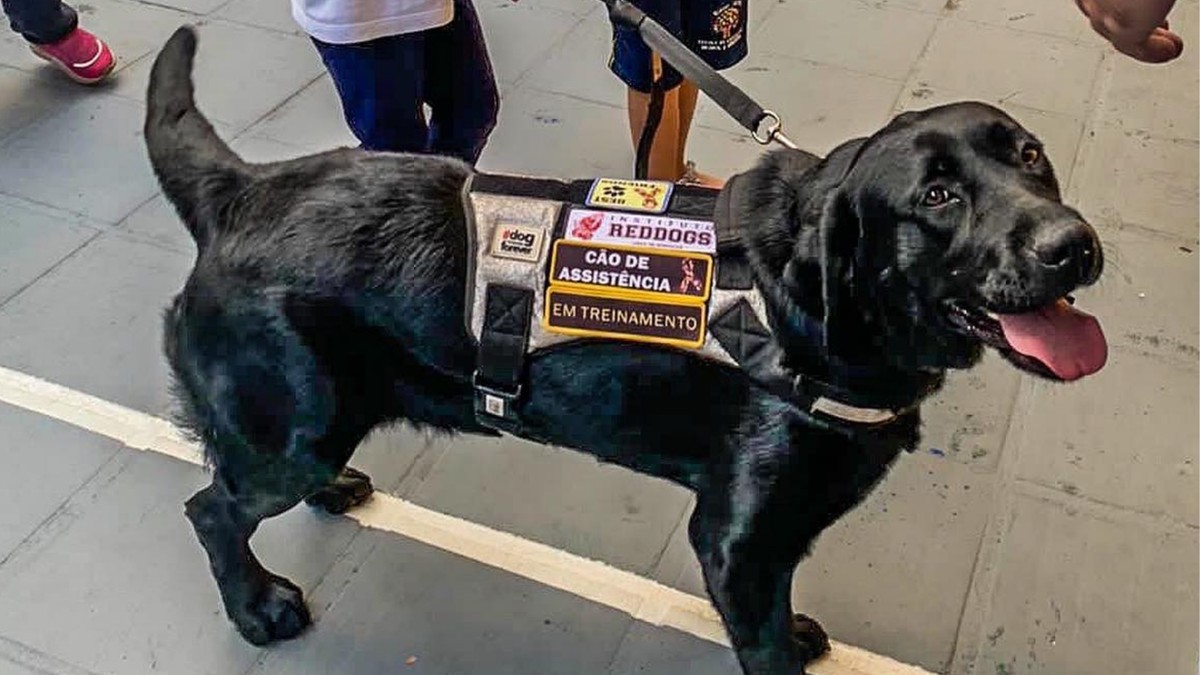Cão de assistência em treinamento. (Foto: Reprodução/Instituto Reddogs)
