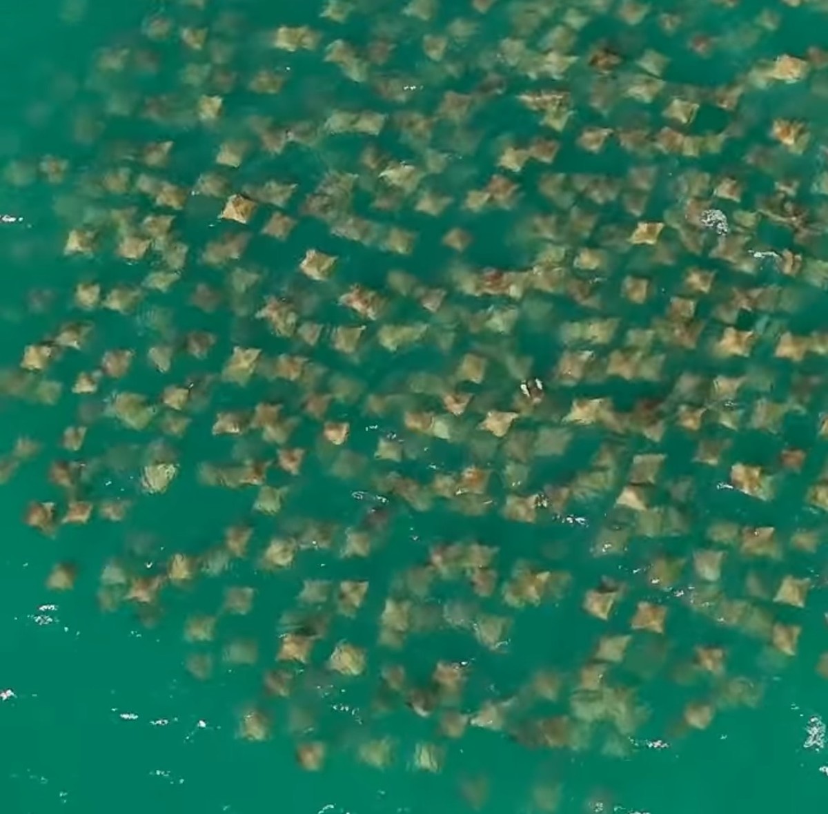 Drone registra milhares de raias em Arraial do Cabo; assista ao vídeo