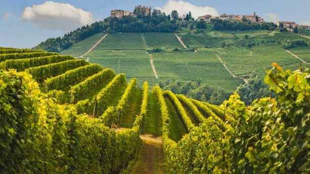 Vinhos tintos do Piemonte disponíveis por até R$ 400 no Brasil