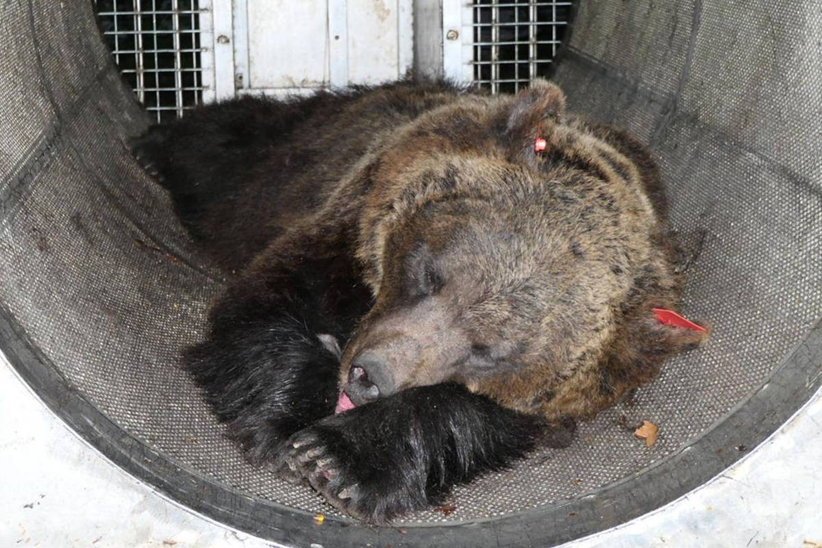 Ursa que matou corredor na Itália é transferida para santuário na Alemanha