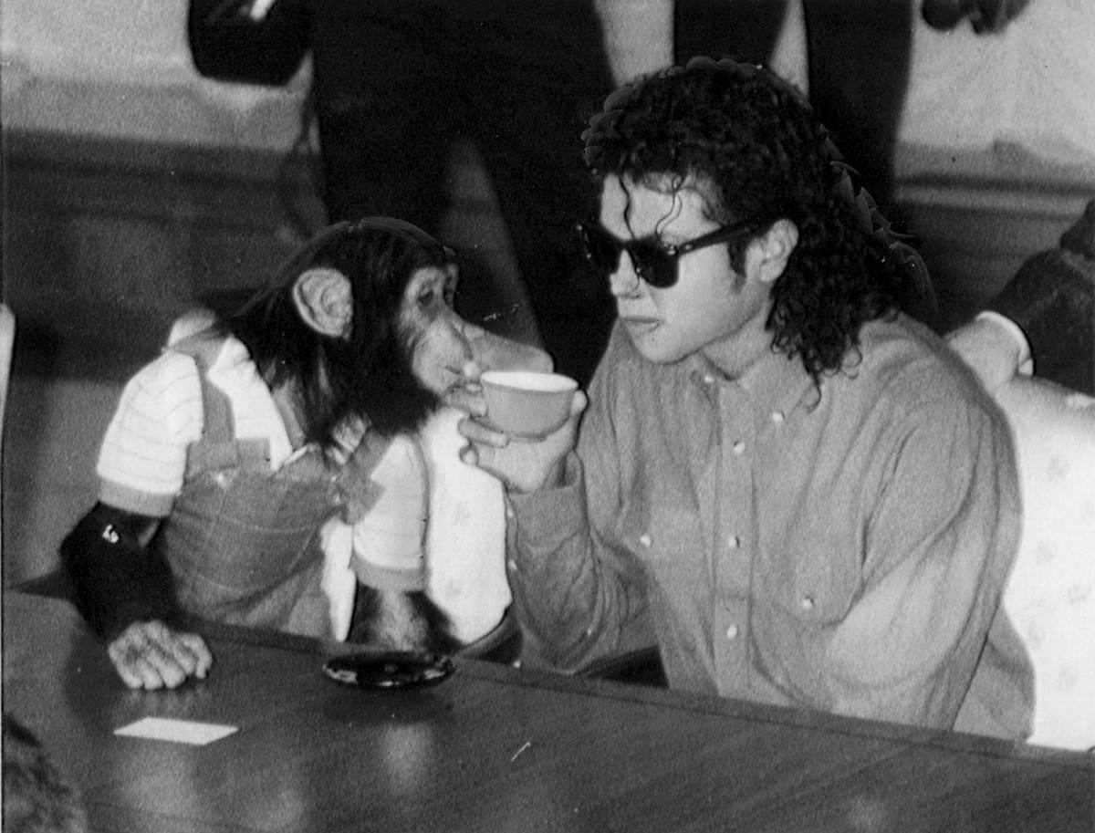 Bubbles, chimpanzé de Michael Jackson, recebe herança de US$ 30 mil por ano