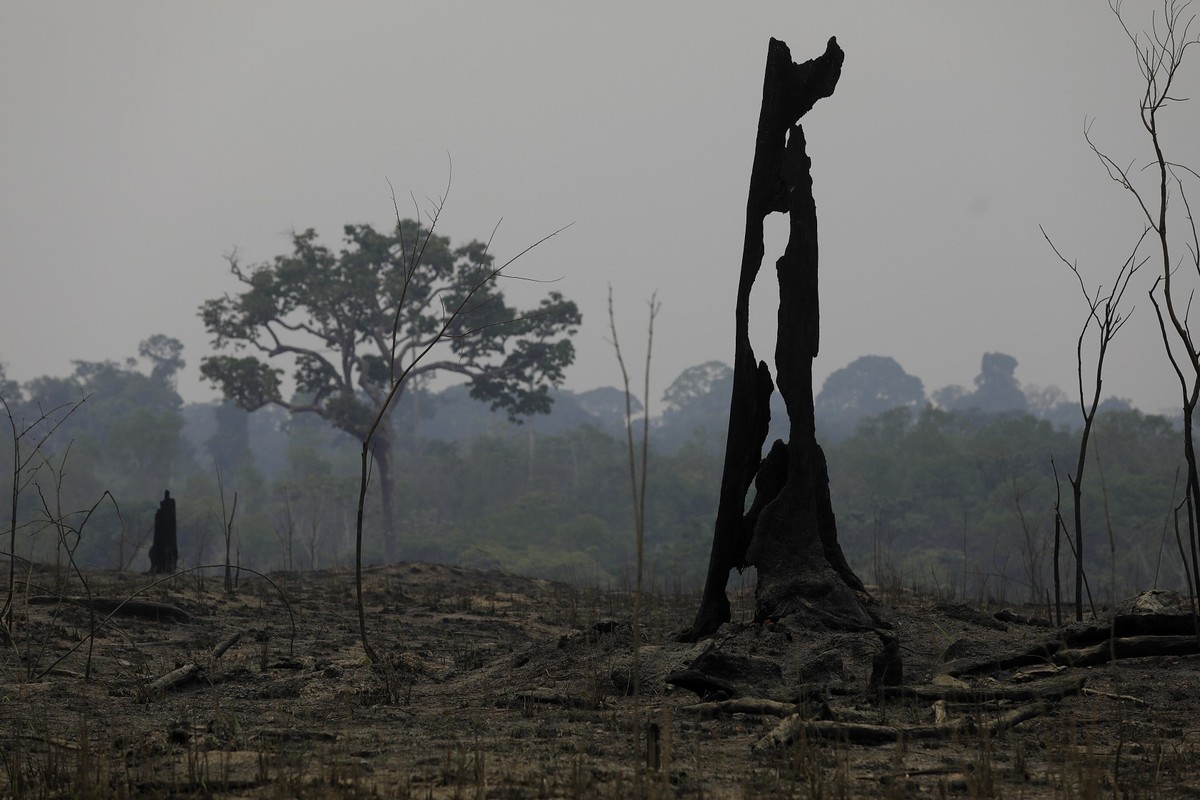 Desmatamento avança em ano da COP30 e preocupa especialistas ambientais