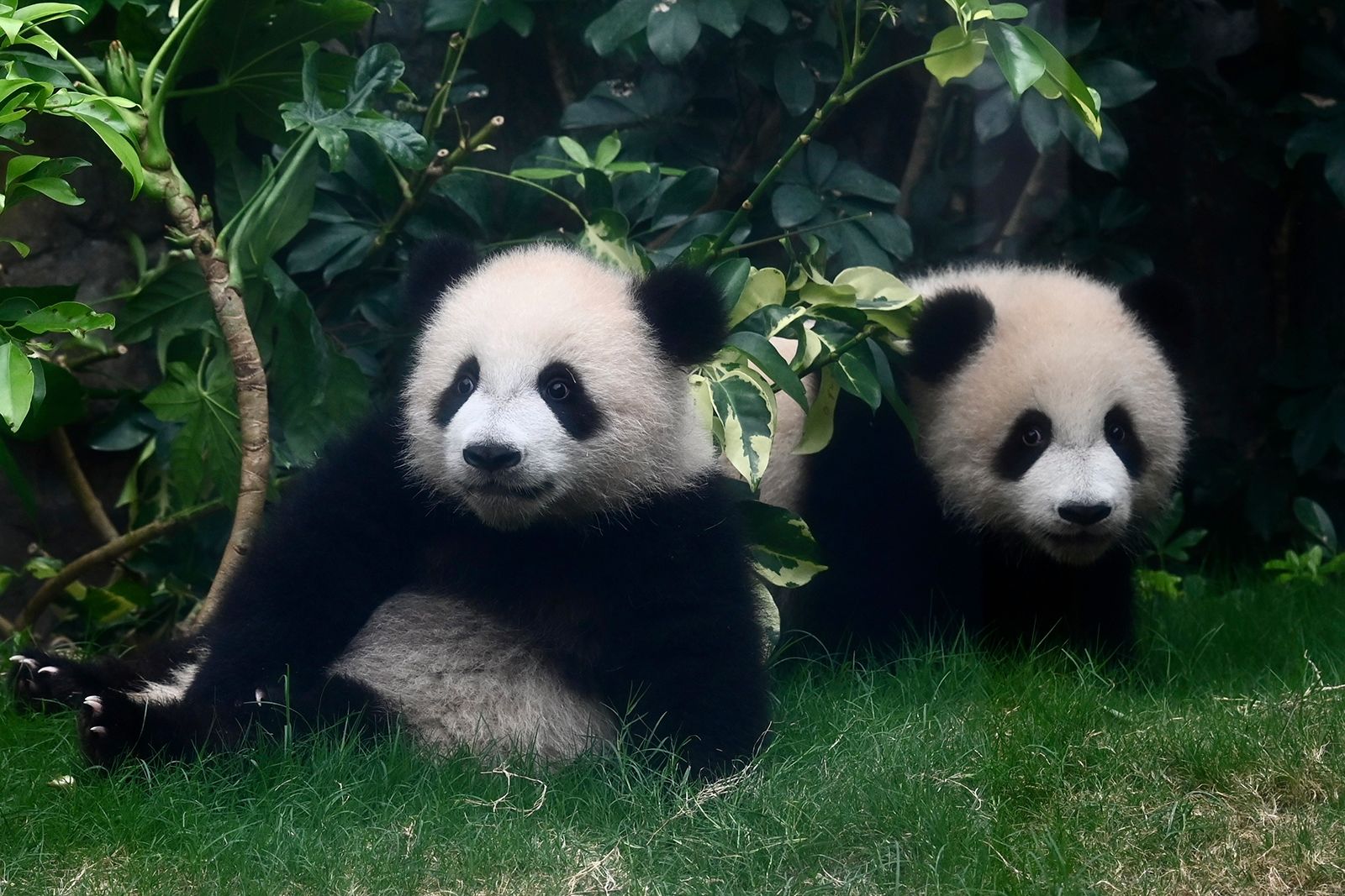 Pandas bebês de Hong Kong ganham nomes: conheça Jia Jia e De De