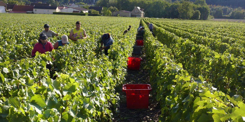 Champagne reduz quota de rendimento para as vindimas de 2025
