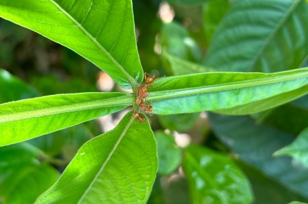 Formigas protegem plantas de herbívoros e prejudicam polinização de flores