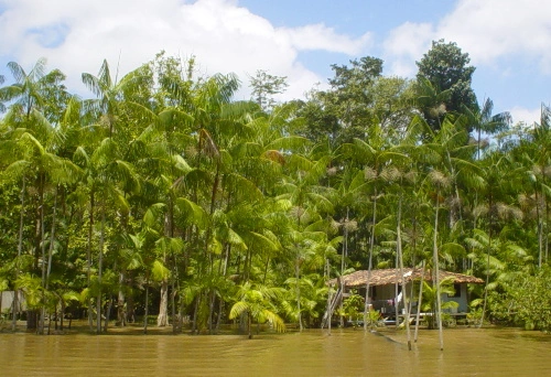Árvores da Amazônia sofrem com os impactos das secas severas recentes