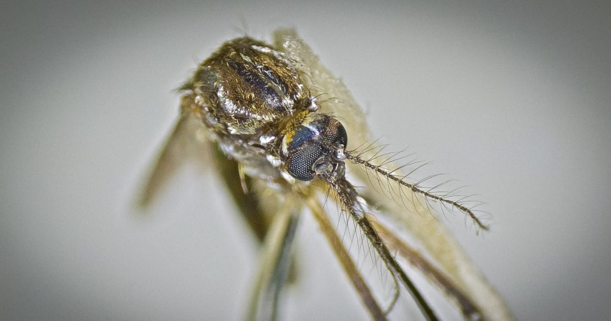 Vírus da dengue é transmitido pelo mosquito Aedes aegypti (Foto: Divulgação/Governo de SP)
