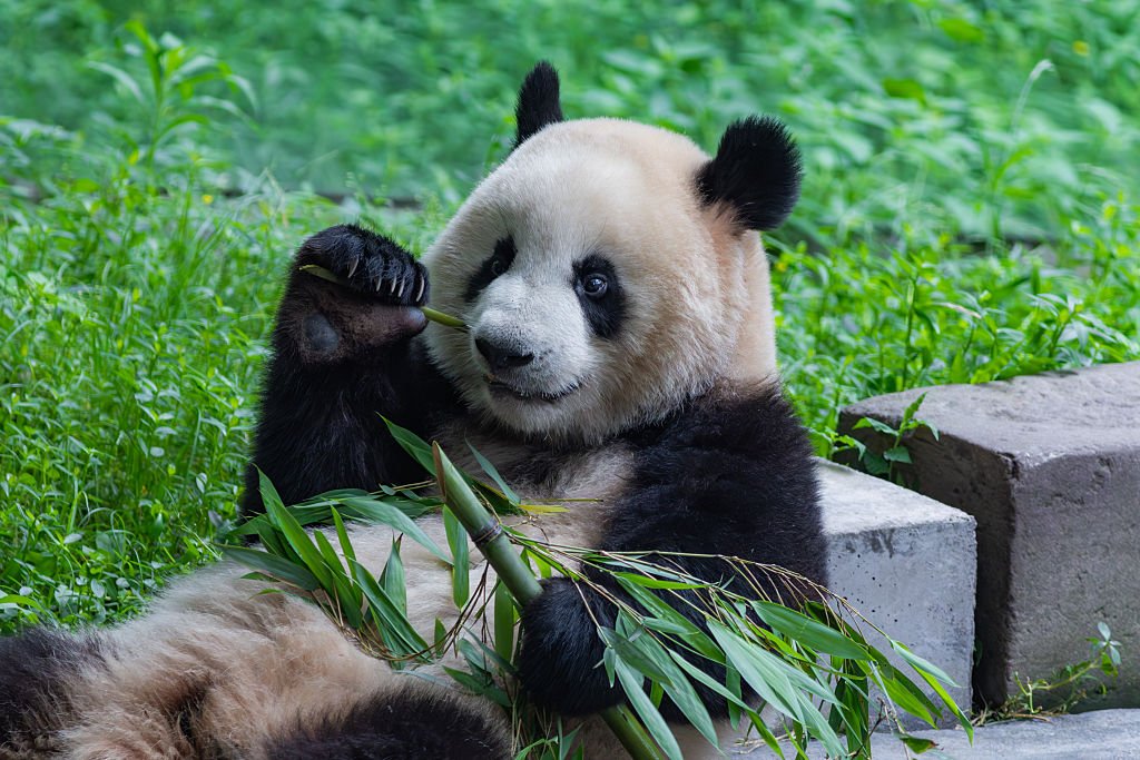Pandas são devolvidos à China após a morte do último exemplar no Japão