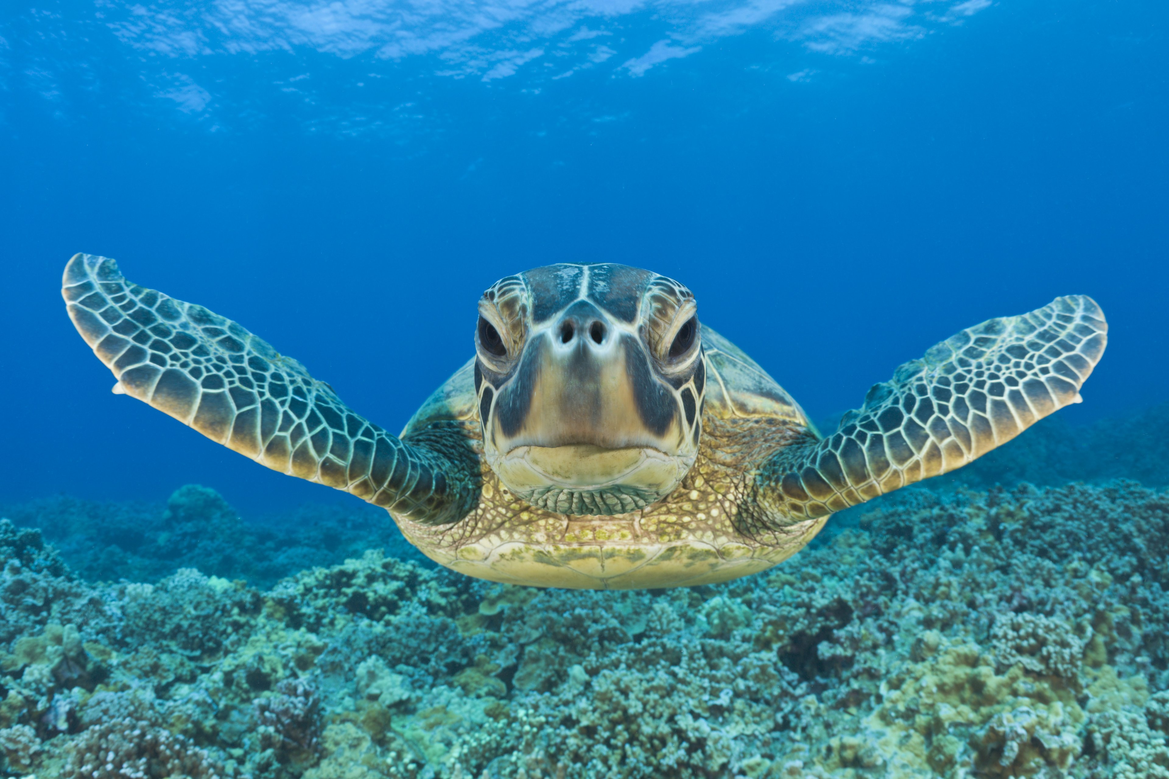 ONU pede tratado global para oceanos e Brasil se compromete a ampliar áreas protegidas