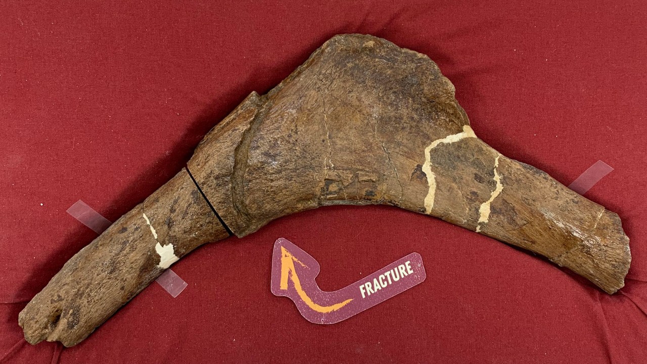 Costela de T-rex fraturada revela como dinossauros se recuperavam de ferimentos