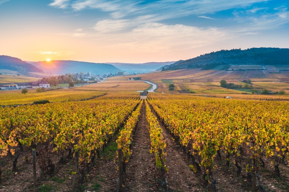 Descubra 30 vinhos da Bourgogne deliciosos por menos de 15€ cada