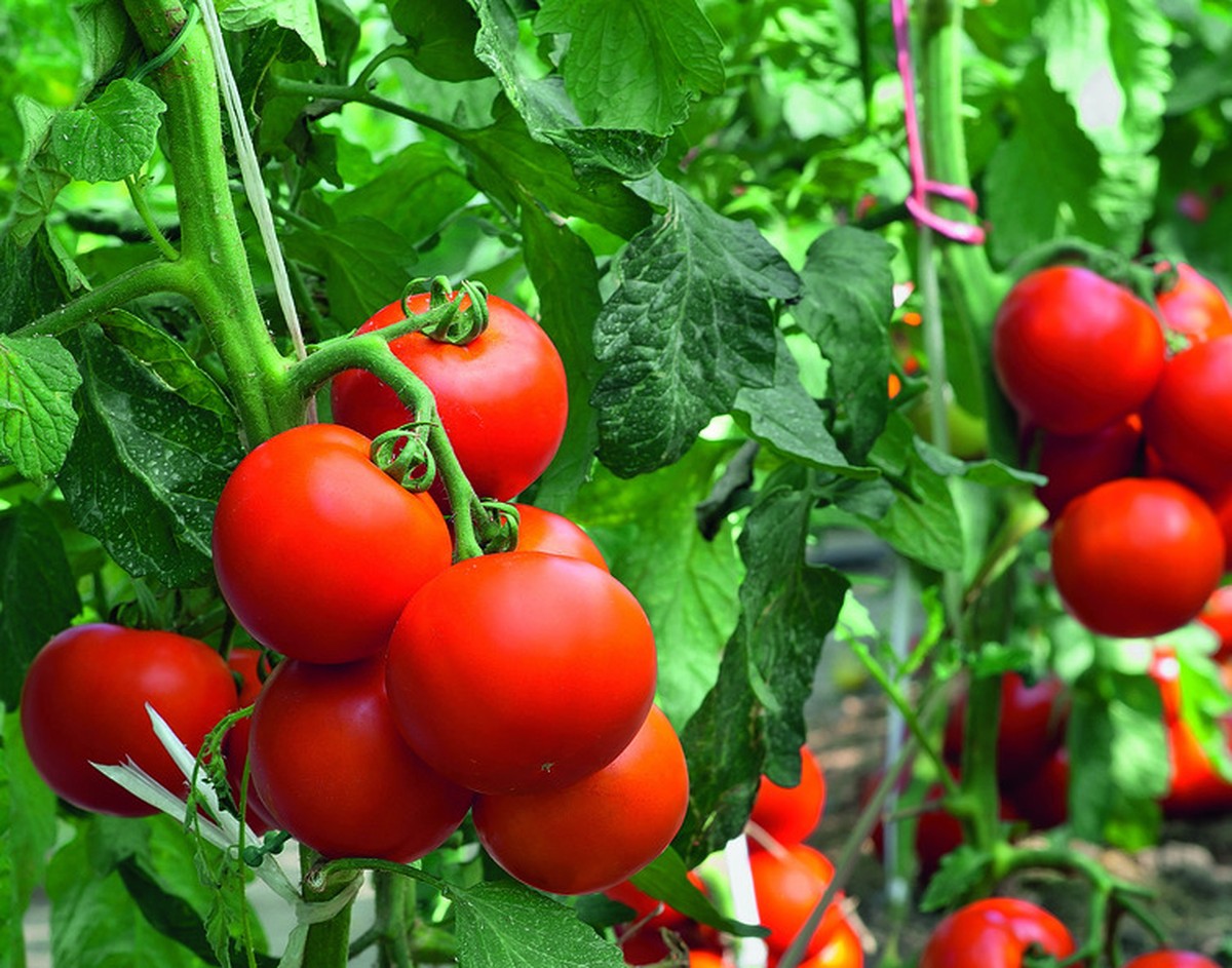 Alimentos como tomate e ovo têm alta de preços acima de 30% em 2025