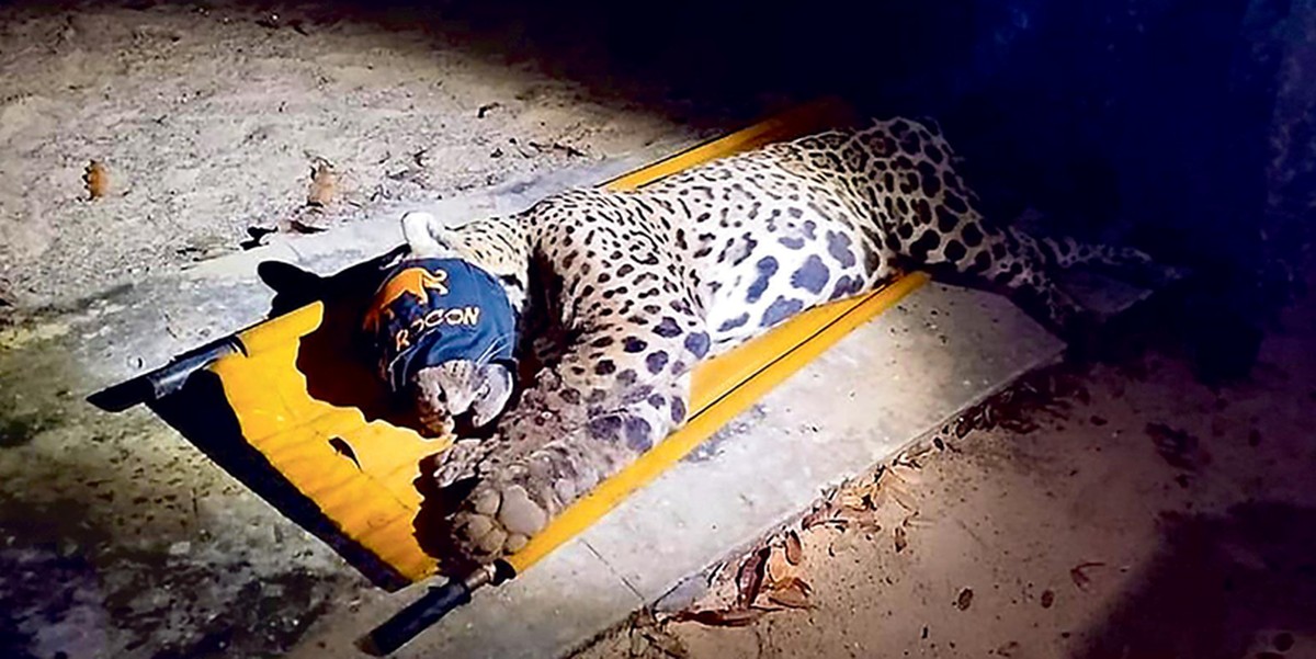 Onça-pintada que supostamente atacou e matou zelador em Aquidauana foi encontrada na madrugada de ontem (Foto: Reprodução)