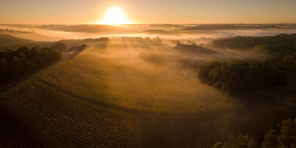 Botrytis transforma vinhos em néctares dourados com sabor único e encantador