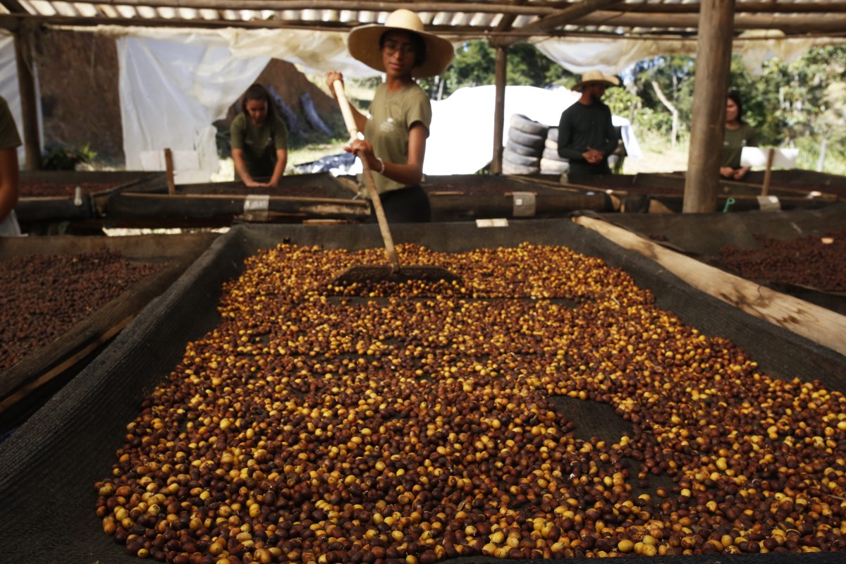 A produção de café em fazenda de Barra do Piraí (Foto: Custódio Coimbra/19-06-2024)