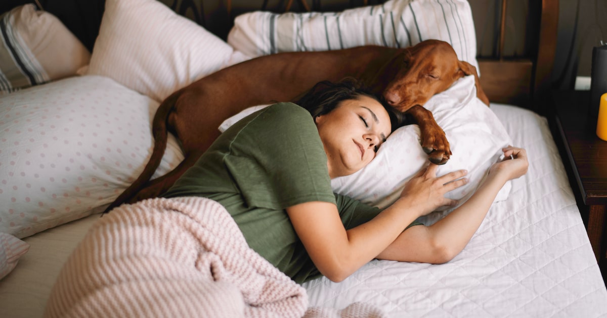 O ácaro se alimenta de restos de pele de humanos e animais (Foto: JustLife/Adobe Stock)