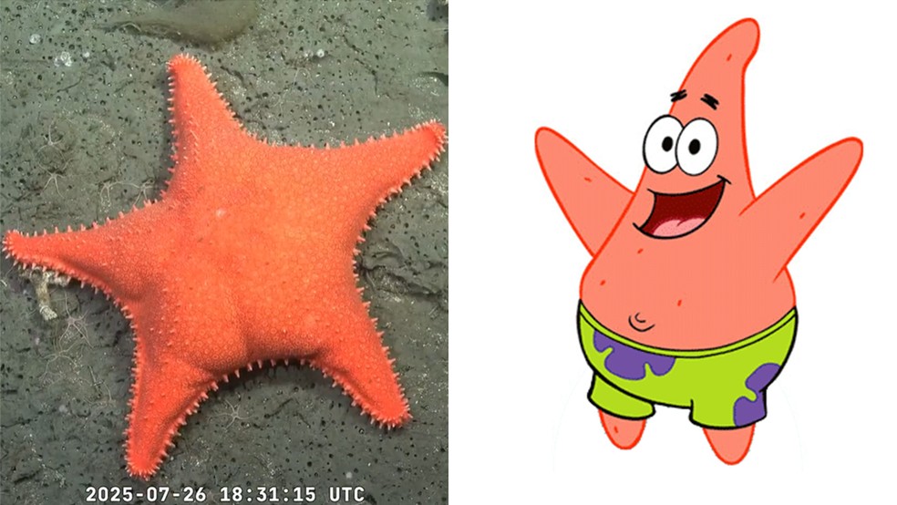 Estrela-do-mar com 'bumbum' inusitado encanta cientistas no fundo do mar argentino