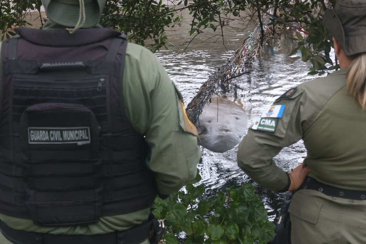 Elefante-marinho é avistado descansando no Canal de São Francisco, em Niterói