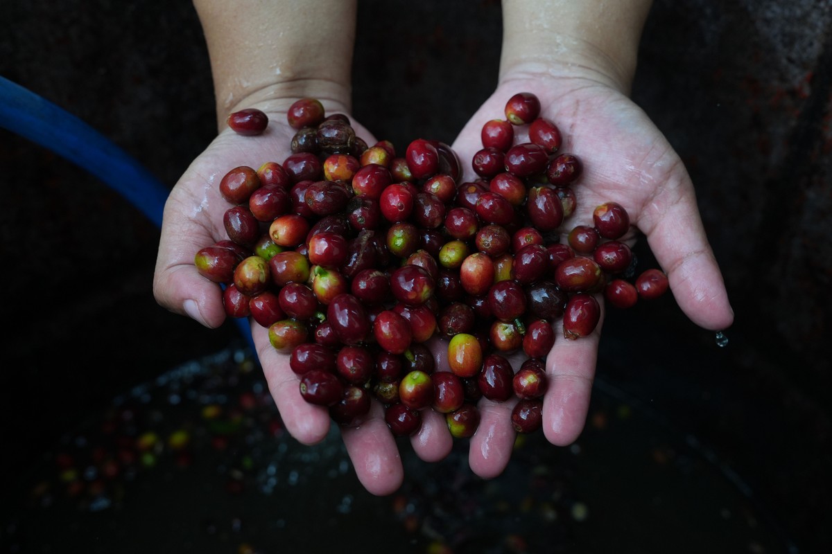 Café se destaca em negociações para evitar impactos de novas tarifas dos EUA