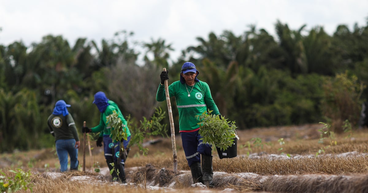 Mercado de carbono enfrenta crise e desafios para a sustentabilidade ambiental