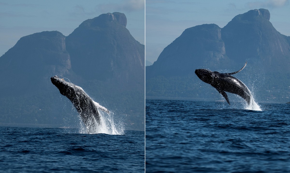 Fotógrafo captura imagem impressionante de baleia saltando com Pedra da Gávea ao fundo