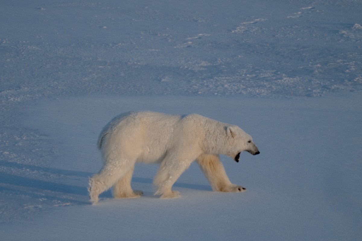 Especialistas usam tecnologia e técnicas inovadoras para salvar o urso-polar no Ártico