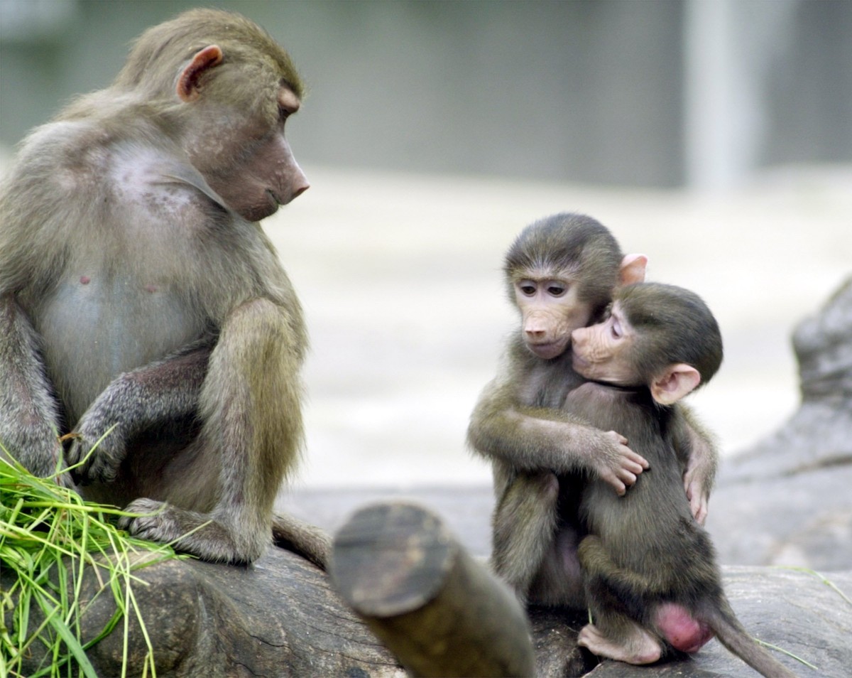 Zoológico na Alemanha sacrifica macacos e gera protestos de ativistas ambientais