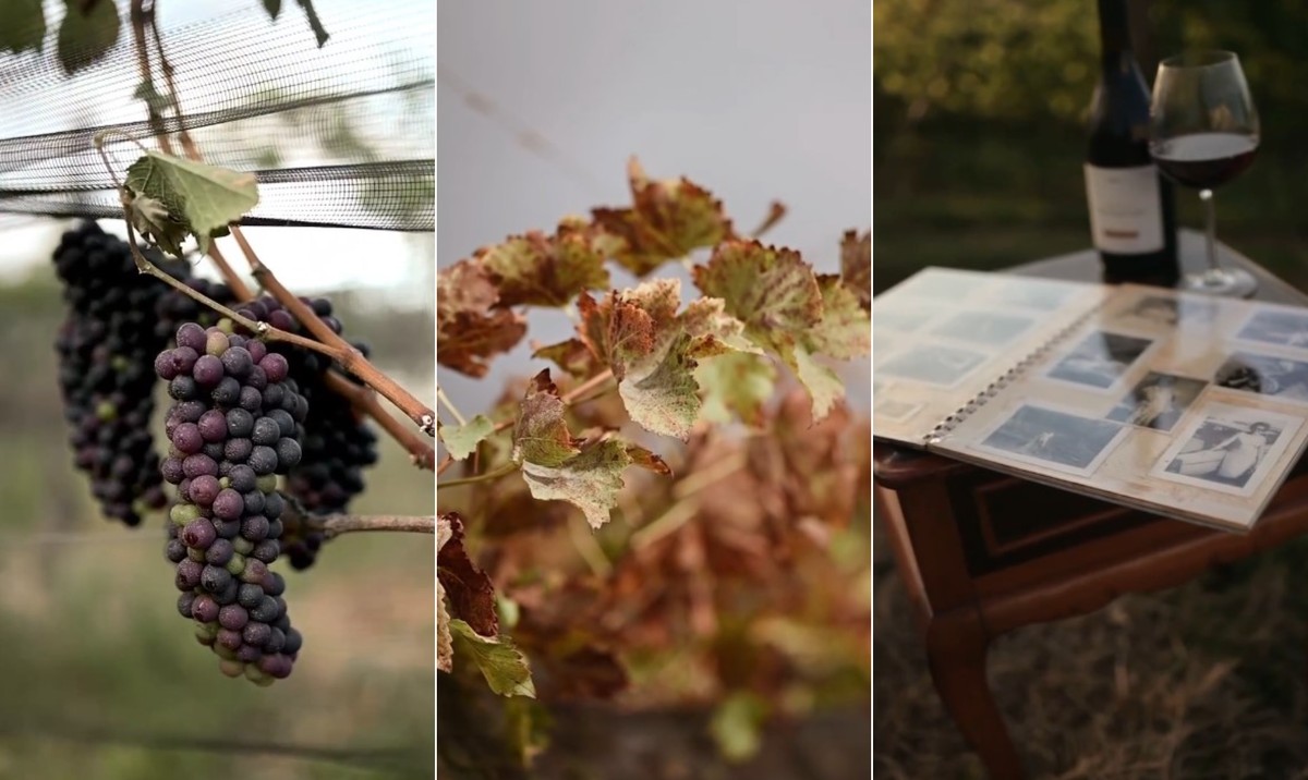 Cinco vinhos tintos do Rio conquistam medalhas de ouro na Grande Prova Brasil 2025