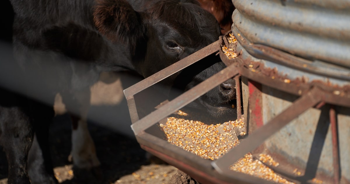 Milei diminui imposto sobre exportação de soja e carne para apoiar agricultores