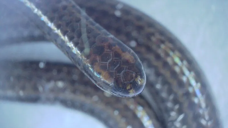 Cientistas redescobrem a menor espécie de cobra do mundo em nova pesquisa