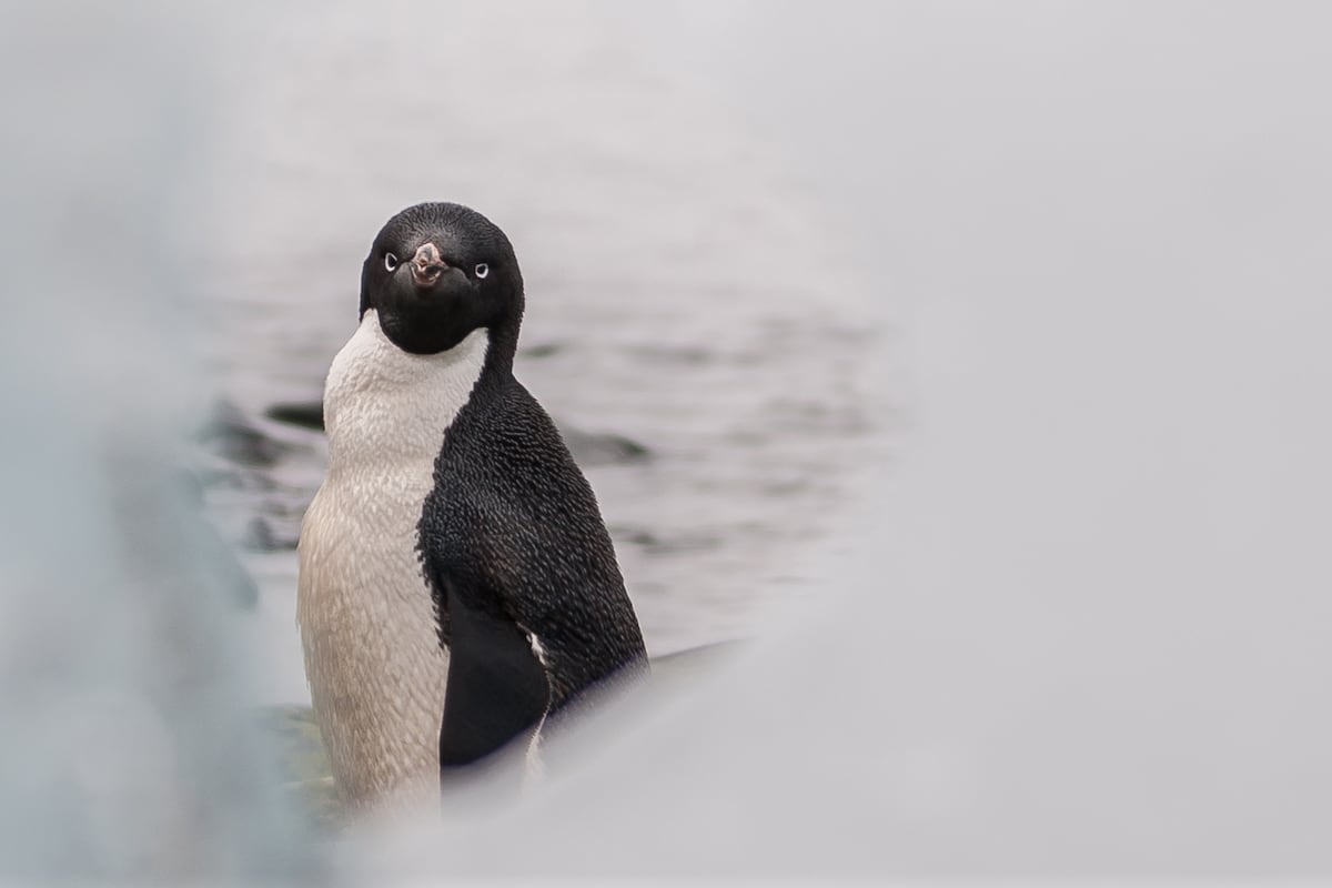 Guano de pinguim ajuda a mitigar os impactos do aquecimento global na Antártida