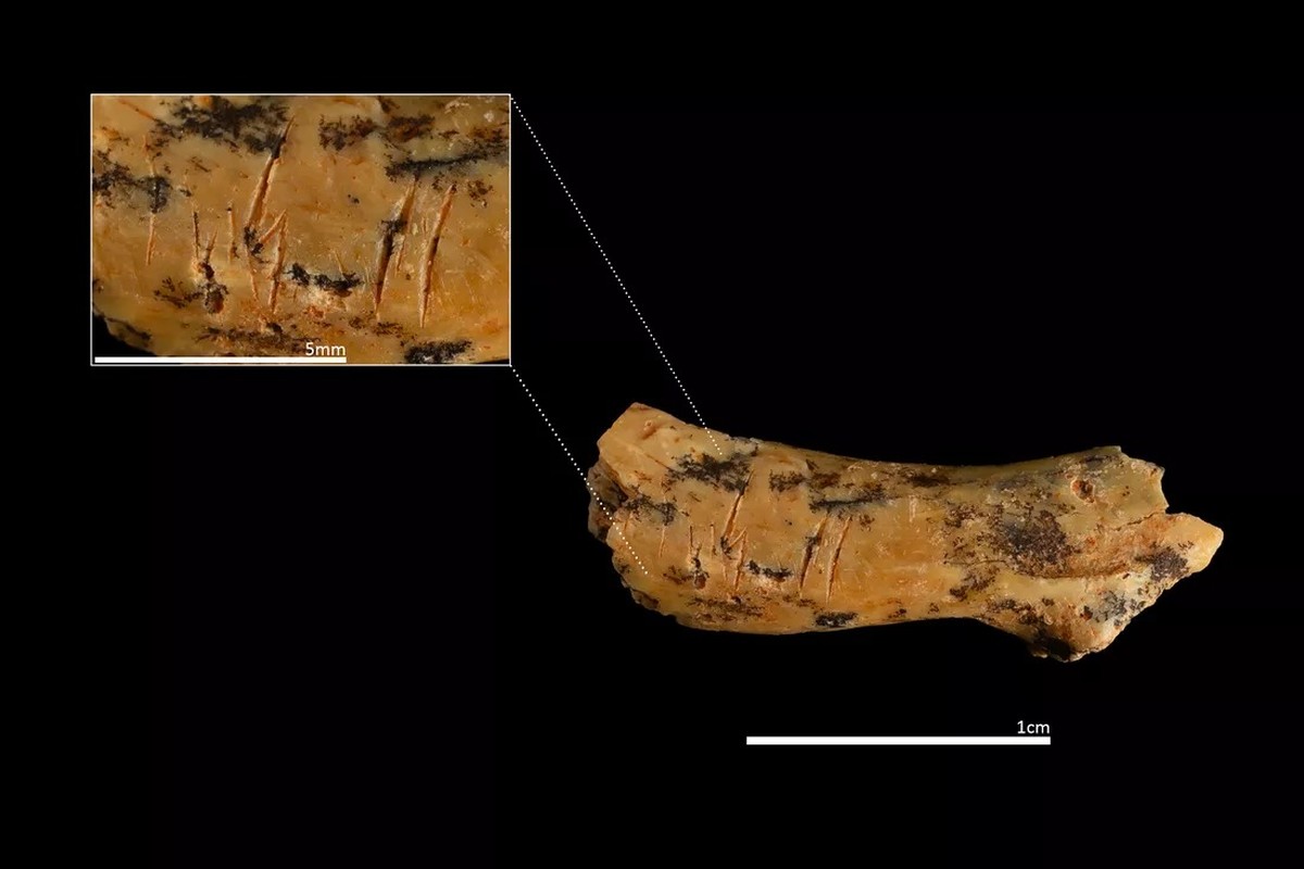 Cientistas revelam que espécie humana antiga praticava canibalismo infantil há 850 mil anos