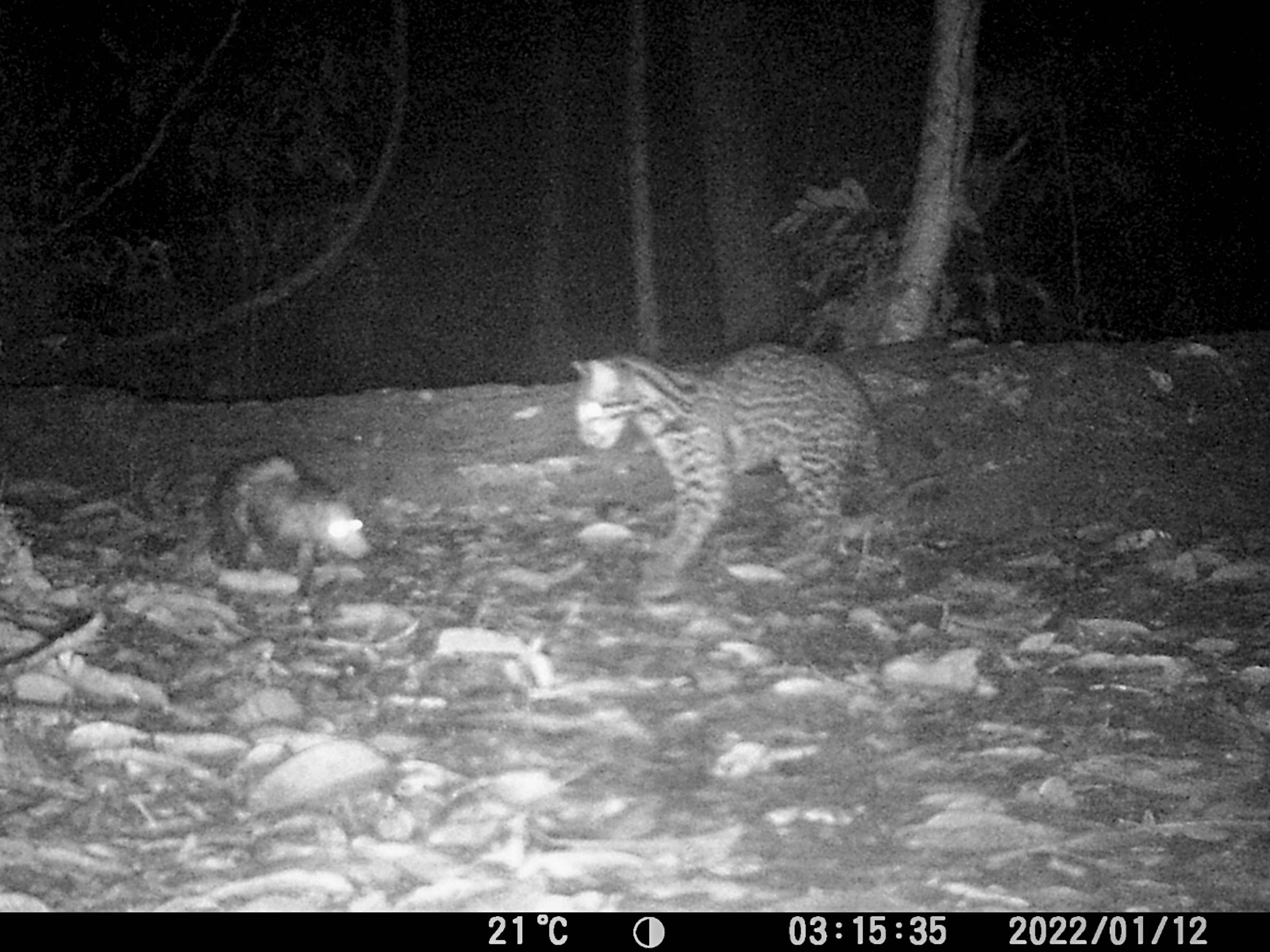 Jaguatirica e gambá convivem pacificamente na Amazônia em vídeo surpreendente