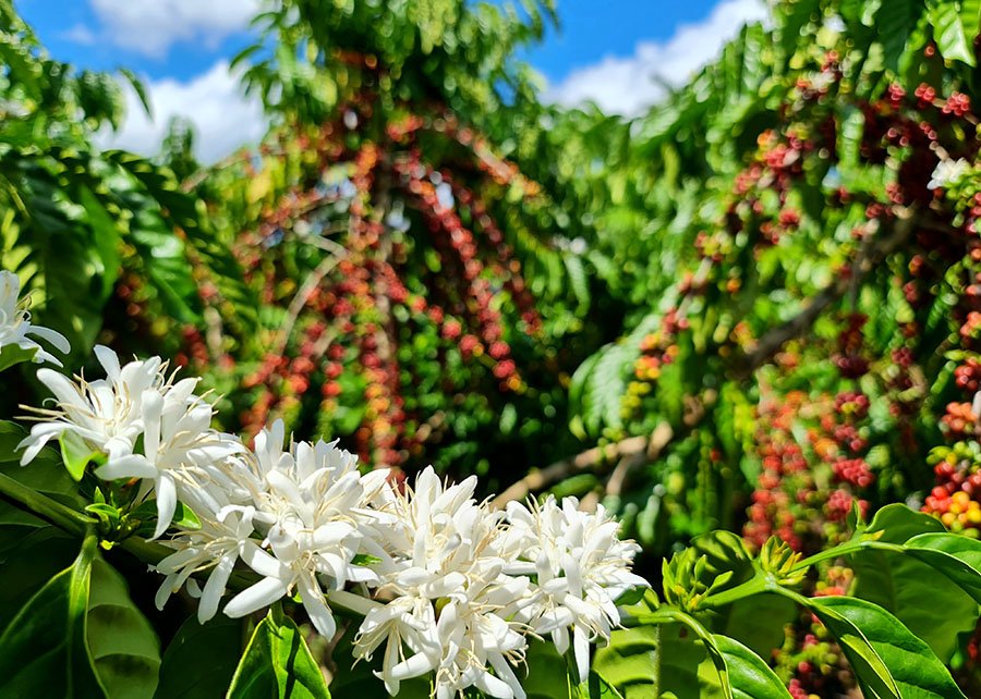 Brasil registra exportação de café de US$ 14,7 bilhões na safra 2024/25