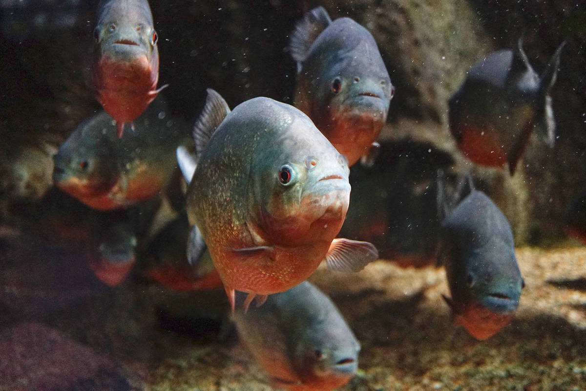 A piranha-caju (Pygocentrus nattereri) é encontrada na Amazônia Central (região de Manaus) e no Pantanal. (Foto: Wikimedia Commons)