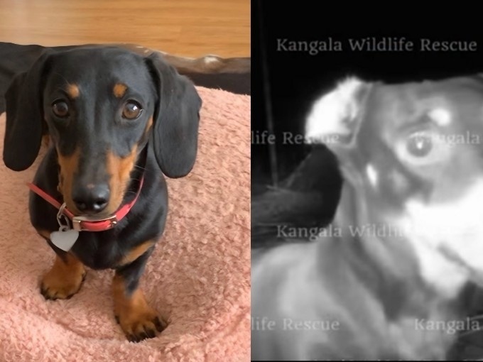 Valerie, cadela da raça mini dachshund, foi resgatada após 1 ano e 4 meses perdida em uma ilha na Austrália (Foto: Kangala Wildlife Institute/Facebook)