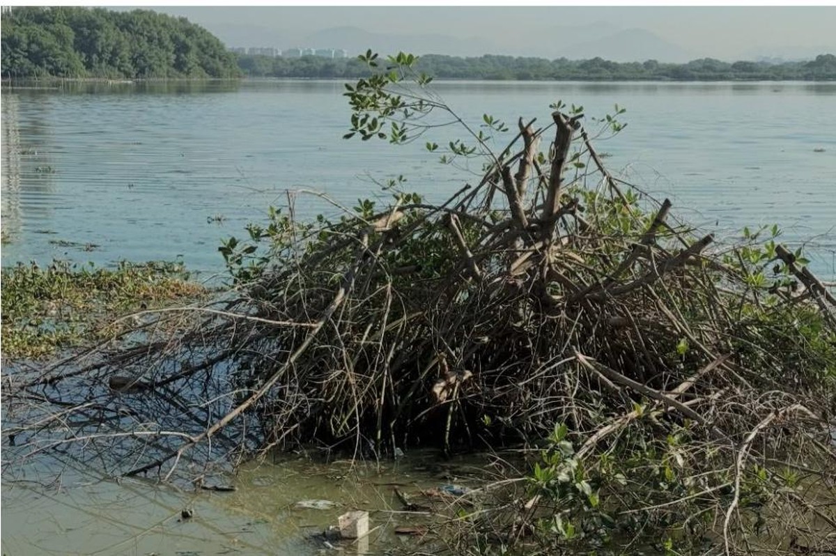 Biólogo alerta para desmatamento em área protegida da Lagoa da Tijuca