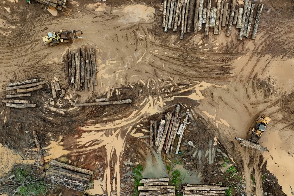 Madeireiros ilegais exploram crédito de carbono e ameaçam a Amazônia