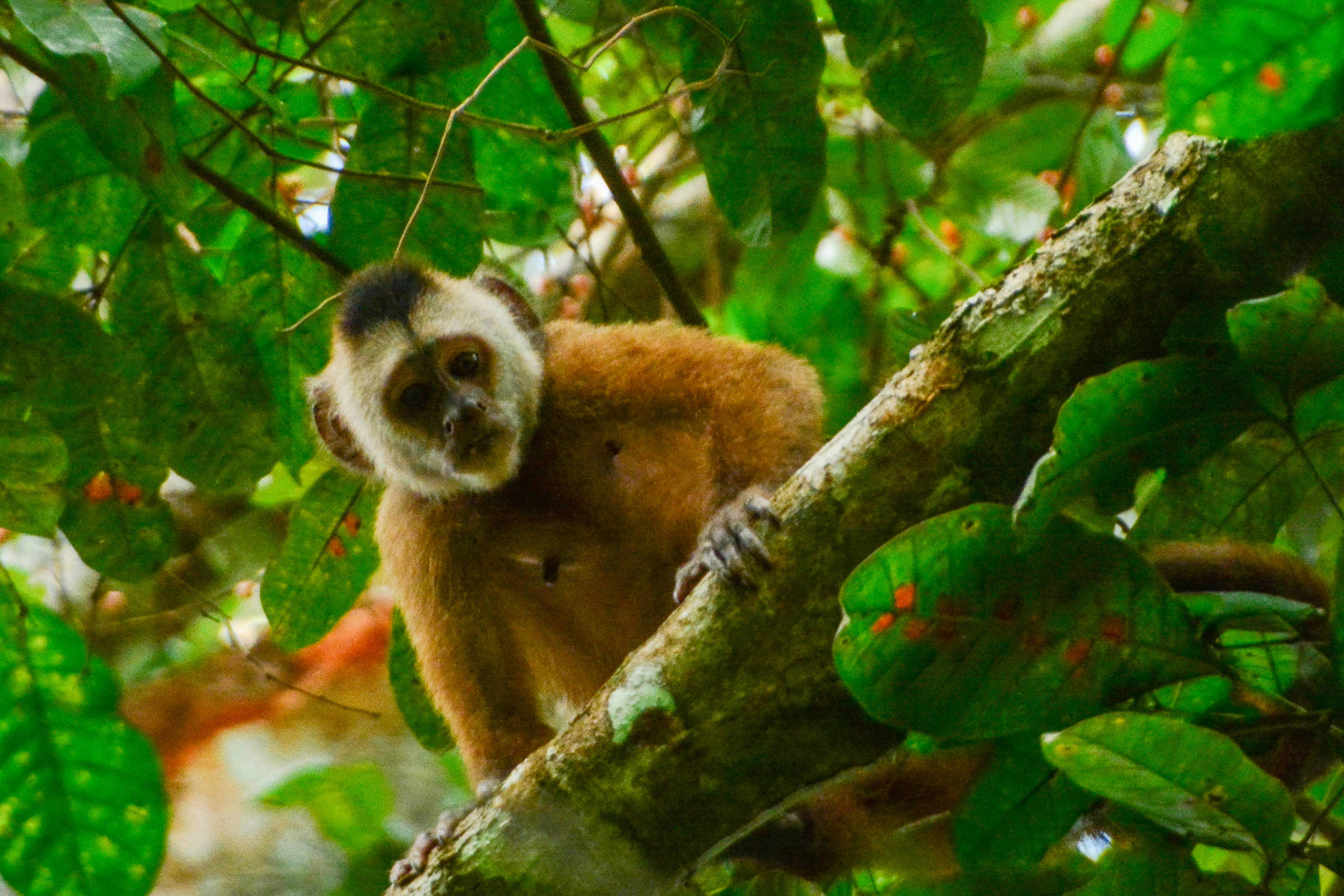 Macaca atropelada na Amazônia se torna modelo genômico para pesquisa brasileira