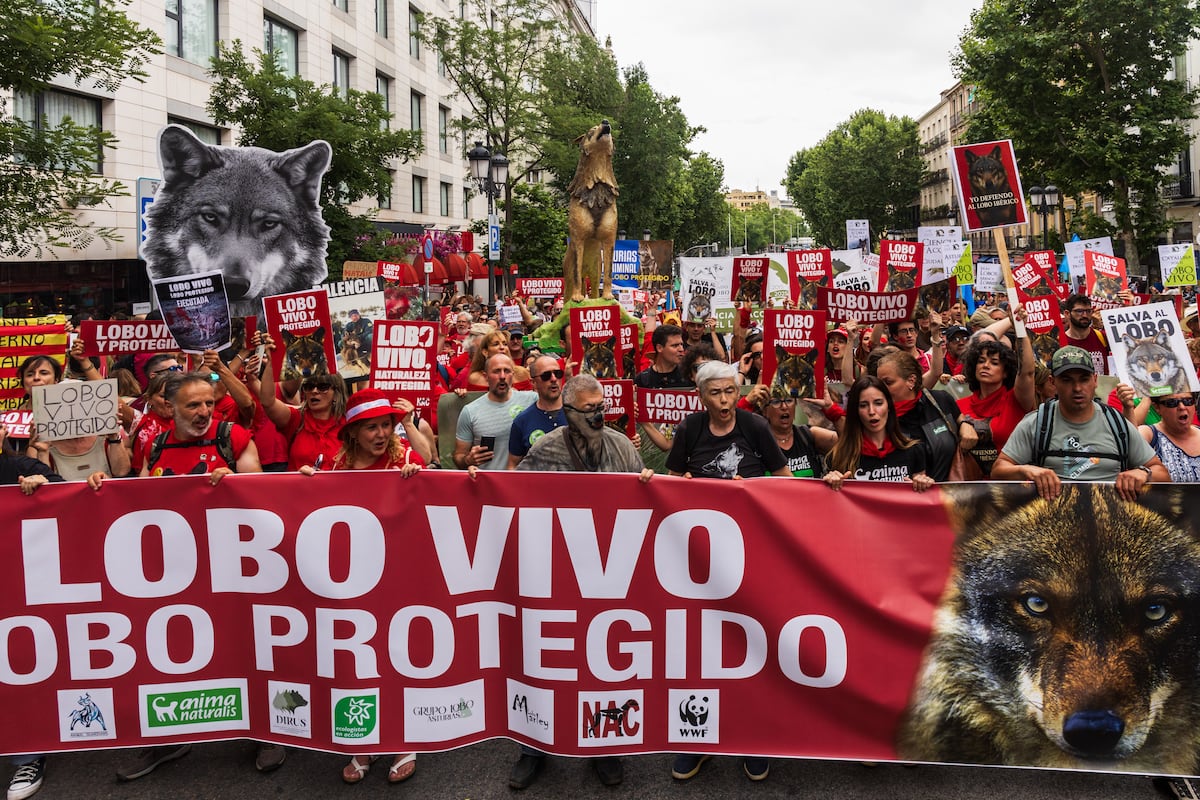 Defensor do povo aciona o Supremo contra a desproteção do lobo na Espanha