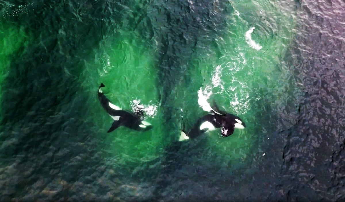 Orcas caçam em padrão geométrico e dividem papéis para atordoar presas