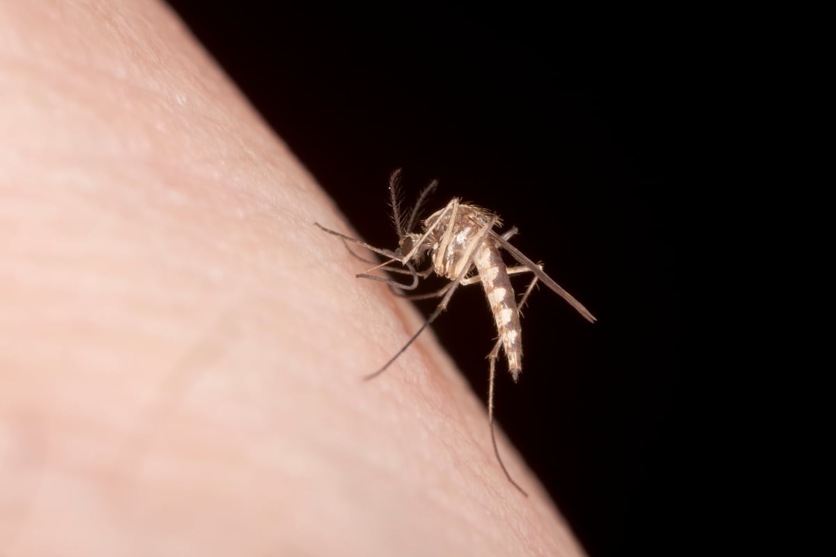 Mosquitos preferem algumas pessoas; descubra como se proteger melhor