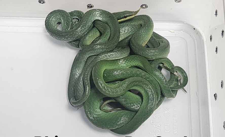 Passageiro é preso na Índia ao tentar embarcar com 16 cobras vivas na bagagem