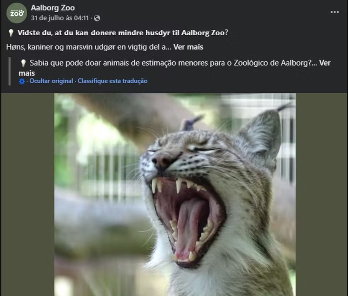 Zoológico europeu defende pedido de pets para predadores como 'cadeia alimentar'