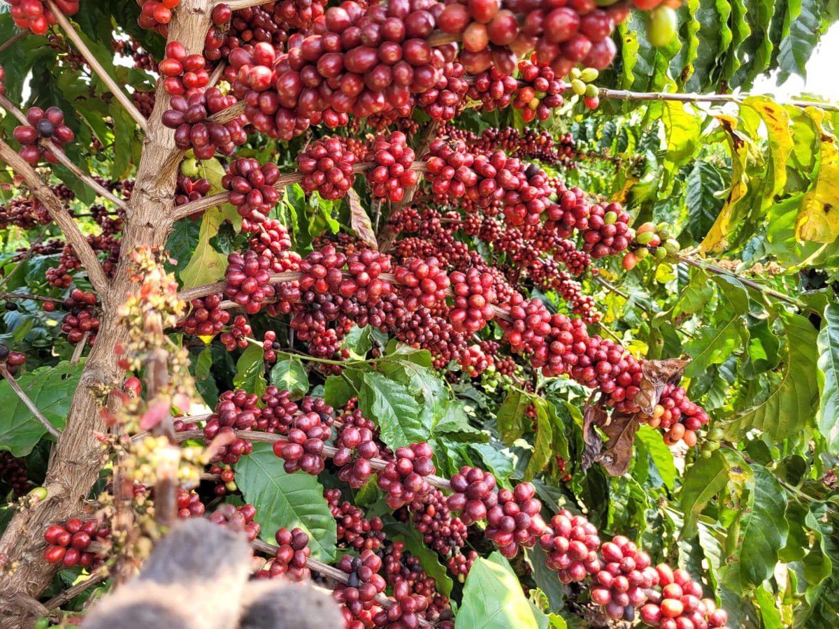 Café conilon cultivado no oeste de São Paulo (Foto: Divulgação)