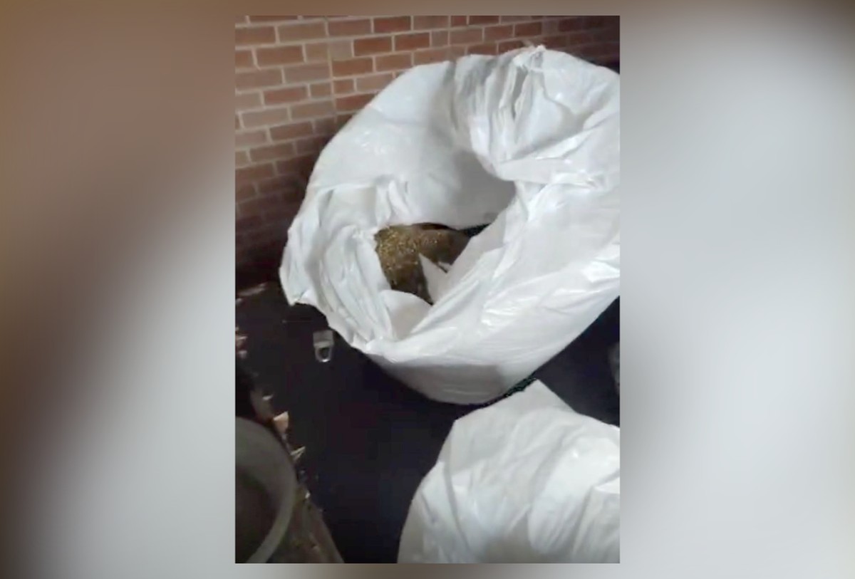 Polícia Civil apreende drogas em operação no Complexo da Maré, no Rio de Janeiro