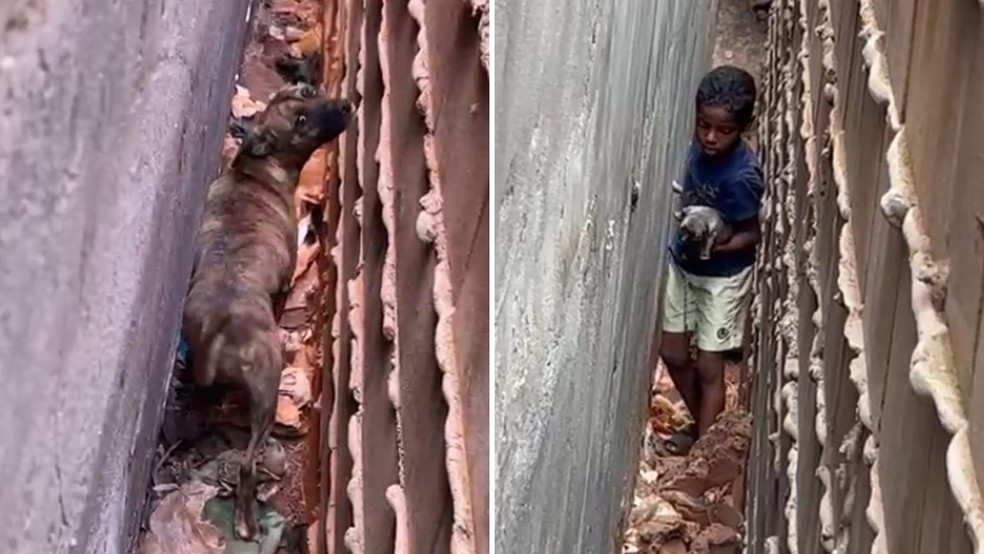 Criança acessa espaço de cerca de 30 cm entre muros e resgata filhotes de cachorra em Rio Preto (SP) (Foto: Rodrigo Tadeu/Arquivo pessoal)
