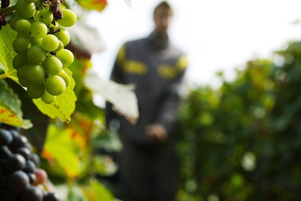 Novo processo revela condições precárias de habitação na Champagne